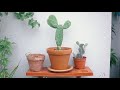 Houseplant lovers of Singapore