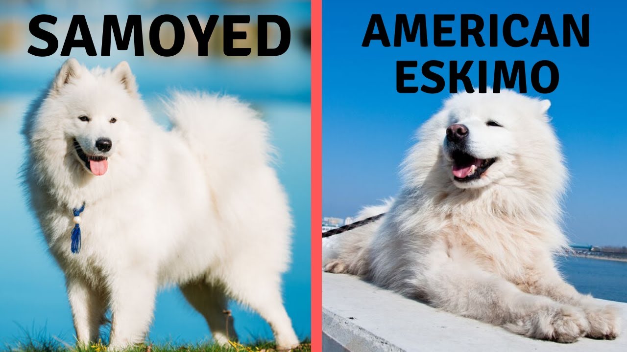 american eskimo dog and samoyed