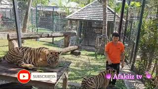 The Tiger kingdom where you tuch and play with tigers  but if you are brave Chiang Mai Thailand 🇹🇭