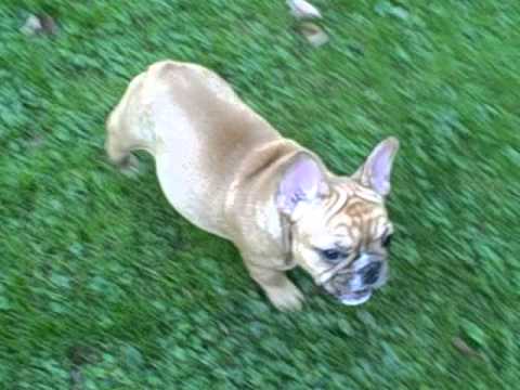 Frenchie Puppies Playing in Maine in Fall-Aristocrat French Bulldogs, AKC, TDI, CGC, DNA ch sbb
