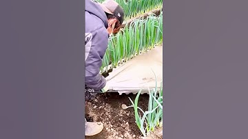 the process of caring for spring onions so they grow well #shorts