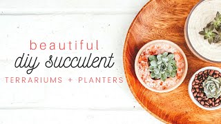 DIY Succulents Terrarium Ideas + DIY Planters for Succulents | Succulents Box Review