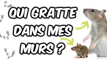 Comment savoir où se trouve une souris ?