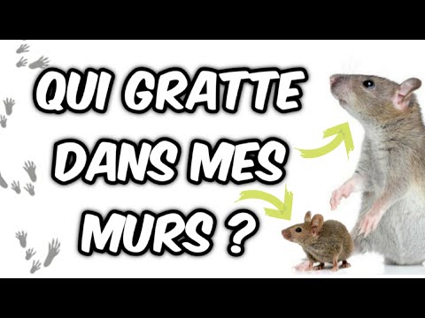Vidéo: Différence Entre La Souris Et Le Rat