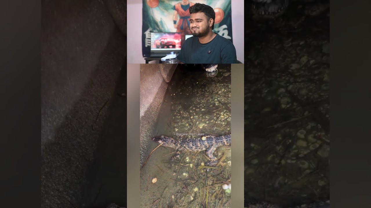 Sorry Uncle Sorry!" 😂 Magarmach Se Panga Pada Mehenga 🐊 #shortsfeed #funny #comedy #viral