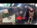 장난감 가지고 까불다가 K9 출동한 사연｜경찰 바디캠