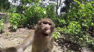 Cute Little Monkey In Vietnam Jungle