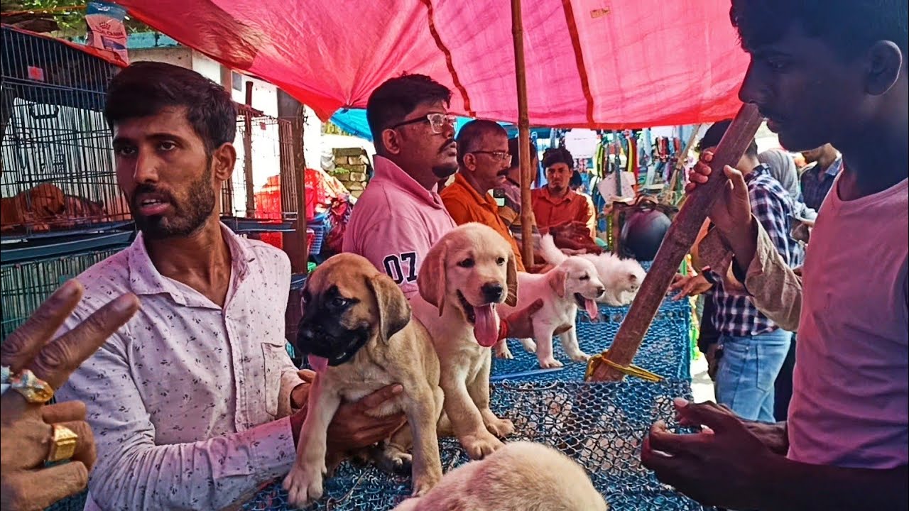 Recent DOG PUPPY'S Price Update, Galif Street DOG market Kolkata, DOG