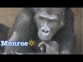 Gorilla 💠 Monroe show off and Frank goes inside 💠 San Diego Safari Park