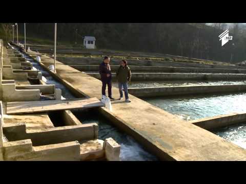 \"ოკეანეს\" საკალმახე მეურნეობა ვაკიჯვარში