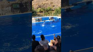 Epic junp from dolphin animals shorts short fun