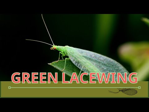 Video: Lacewing gavnlige insekter - drager fordel af grønne snørevinger i haven