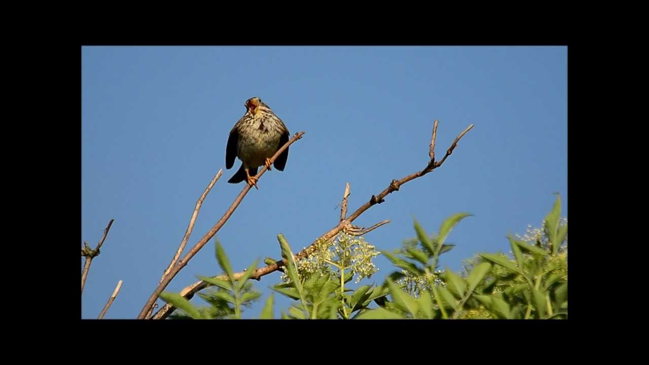 Grauammer (Emberiza calandra; Miliaria calandra)