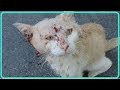 【衝撃】体中に刺し傷だらけで、心が痛むほどボロボロの状態だった野良猫…驚異的な回復力でとっても素敵な猫に変身！！【世界が感動！涙と感動エピソード】