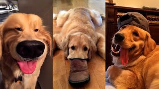 Dogs Videos But Try Not To Laugh🤣😂Part 64