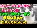 #145【猫の不思議な話】何度追い払っても僕の後を追ってくる猫　しかし、その後、霊感のある彼女の一言で衝撃の事実を知ることになった【朗読】