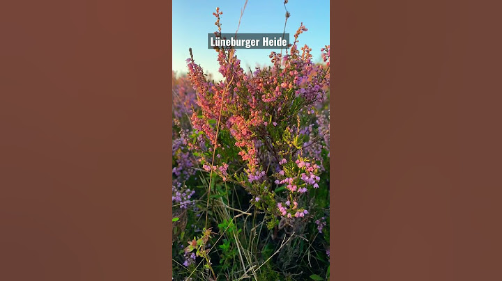 Lüneburger Heide | When the barren land blooms | Must visit place in North Germany