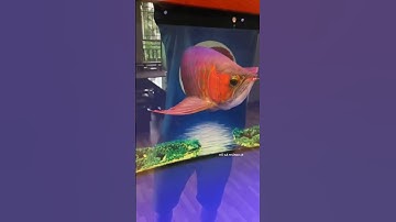 Cá Rồng Huyết Long Ăn Rắn Mối | CÁ RỒNG HÙNG ANH