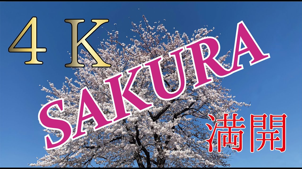 ４k つぼみの桜 満開の桜 オンライン花見 岩手県一関市 お部屋で岩手 Youtube