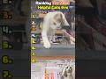 Ranking The Most Helpful Cats Ever🐱✨