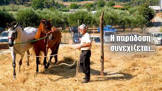 Το Αλώνισμα με Άλογα Ζωντάνεψε Ξανά | Από το Δρεπάνι στο Ψωμί