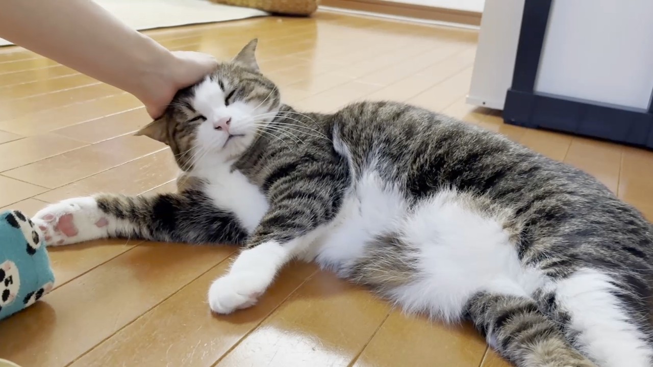 寂しくて一人でニャーニャー鳴きじゃくる猫 - YouTube