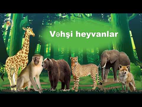 Vəhşi heyvanlar (öyrədici video)@usaqdunyasi