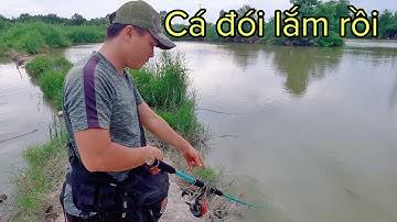 ✅ Test cần câu cá carbon TORO giá rẻ mẫu mới | Phải nói nó phê | DUY FISHING SAI GON