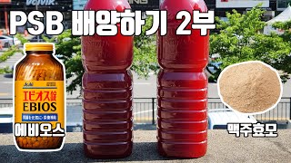 PSB 배양하기 2부 에비오스VS맥주효모 How to make PSB (Ebios VS Brewer's yeast)