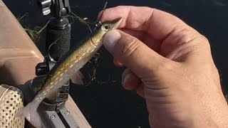 This Rare Fish Ate A Pike?