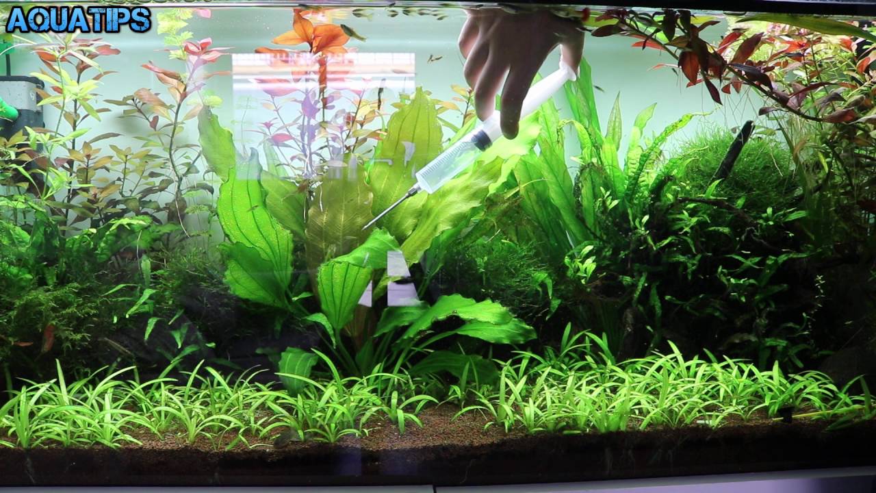 Como eliminar algas con Agua Oxigenada || AquaTips