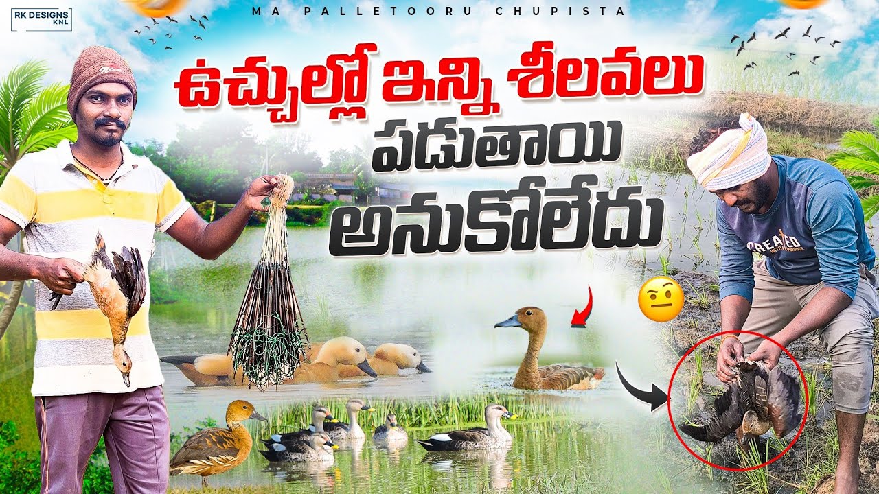 I Built a Cheap Bird Trap for Parrots 👈 ఉచ్చులతో శీలవలు  పట్టే విధానం