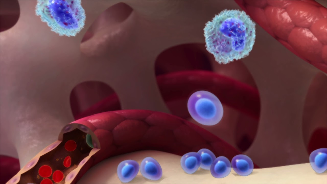 Myeloma UK The Effect of Myeloma on Bone Marrow Function