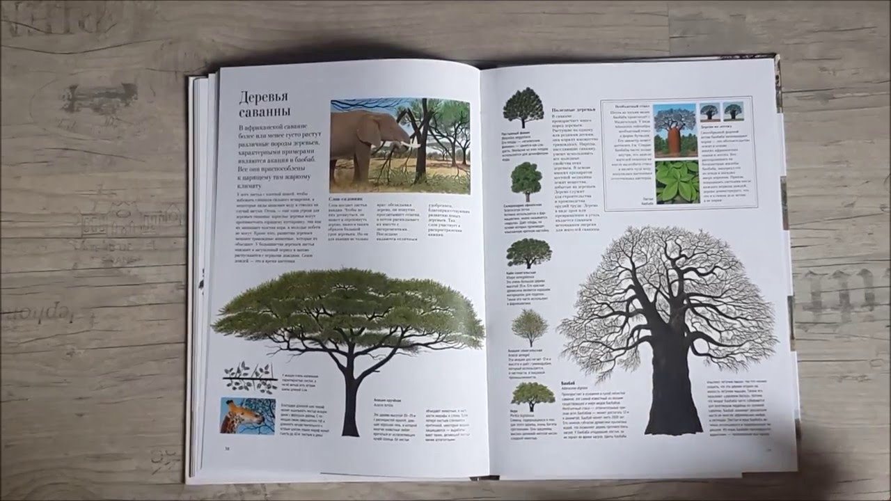 Листаем книгу "Большая книга о лесах и деревьях" - YouTube