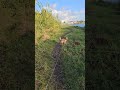 tuesday #dogwalk, glimpse of the sun #walking #netherlands