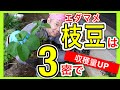 【収穫量ＵＰ】エダマメは3密で育てよう！！　～狭い庭で家庭菜園～