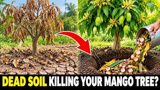 Stop Buying Soil! This Ancient Composting Trick Fixes Dead Mango Tree Soil Fast