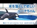 氷を落として悲しいルーナちゃん【2020年10月2日　鴨川シーワールド　シャチパフォーマンス】Killer whale performance, Kamogawa Sea World, Japan