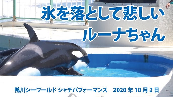 シャチの赤ちゃん誕生 名古屋港水族館で初 Youtube