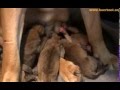 Bayo Boerboels pups Bleur 13 mei 2010 Bayo Boerboels pups Bleur 13 mei 2010
