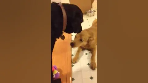Zena's first day in her new Foster home