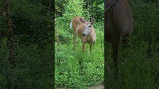 Beautiful sight! Momma doe & her fawn near our door #fyp #whitetaildeer #fawn