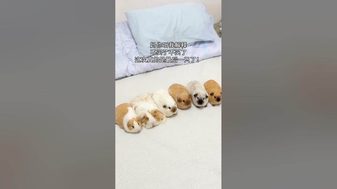The little guinea pig also broke the defense. This time it was really the last one. The little g