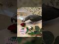 Happy Mother's Day ~ Love Einstein #africangreyparrot #takingparrot #shorts