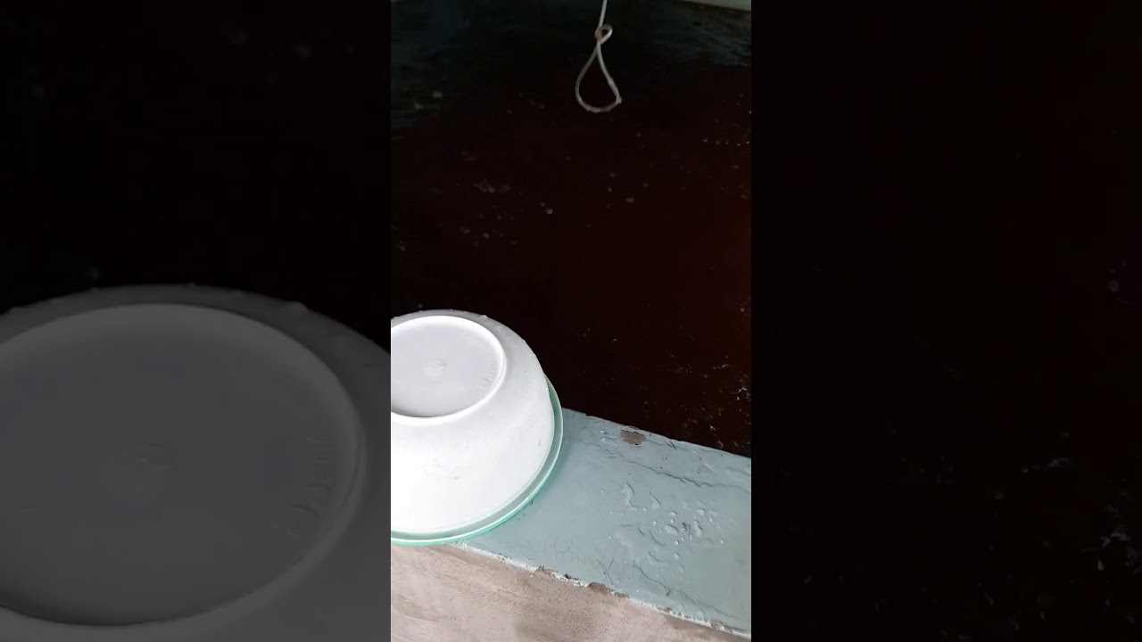 Cara ternak udang putih 