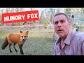 Fox wanted to eat our birds