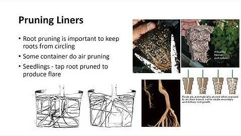 Production of Field-Grown Nursery Crops