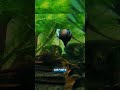 😱‼️the mating process of the snakehead fish #Shorts