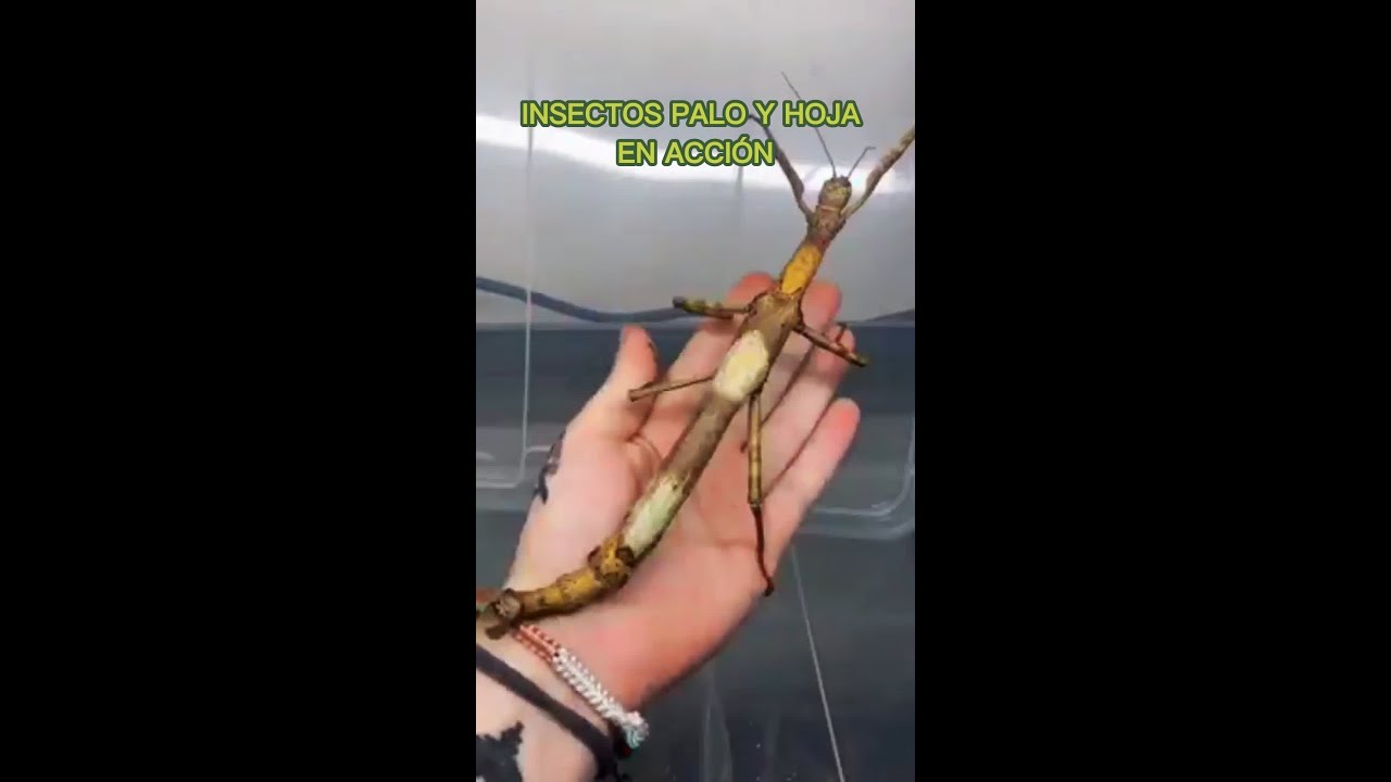 🐛 INSECTOS PALO Y HOJA EN ACCIÓN 🍁 