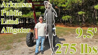 Arkansas Public Land Alligator | We Found a Tracking Device